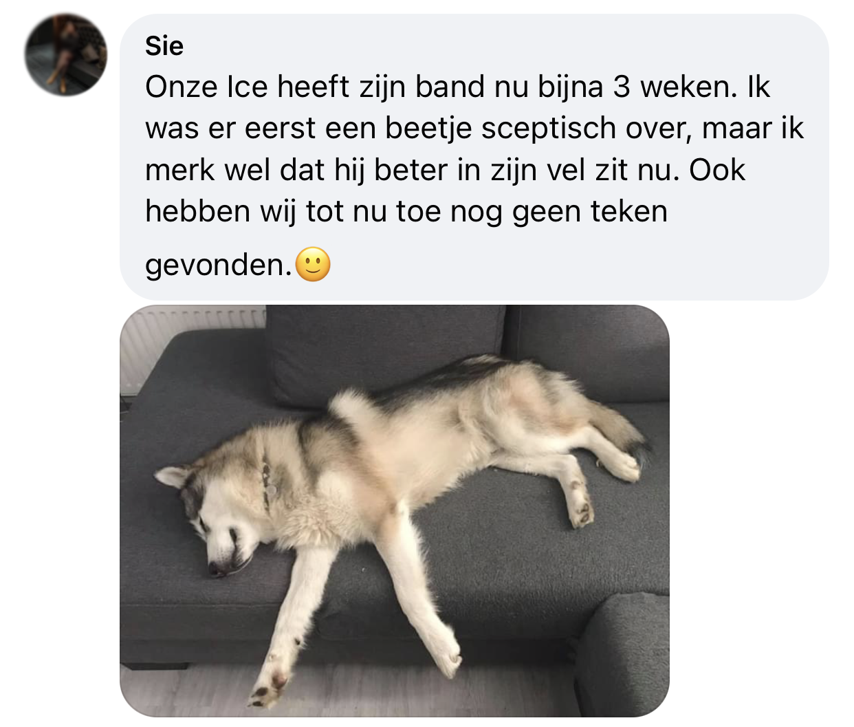 Husky zit beter in de vacht door keramische vlooienband