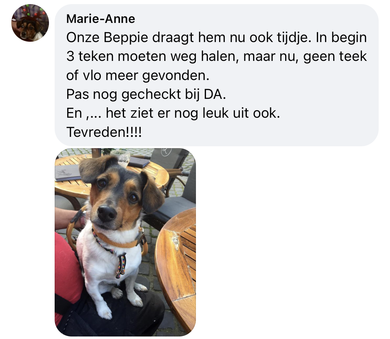 Jack russel natuurlijke anti-tekenband ervaring