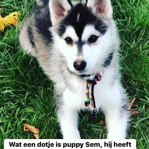 Keramische tekenband hond