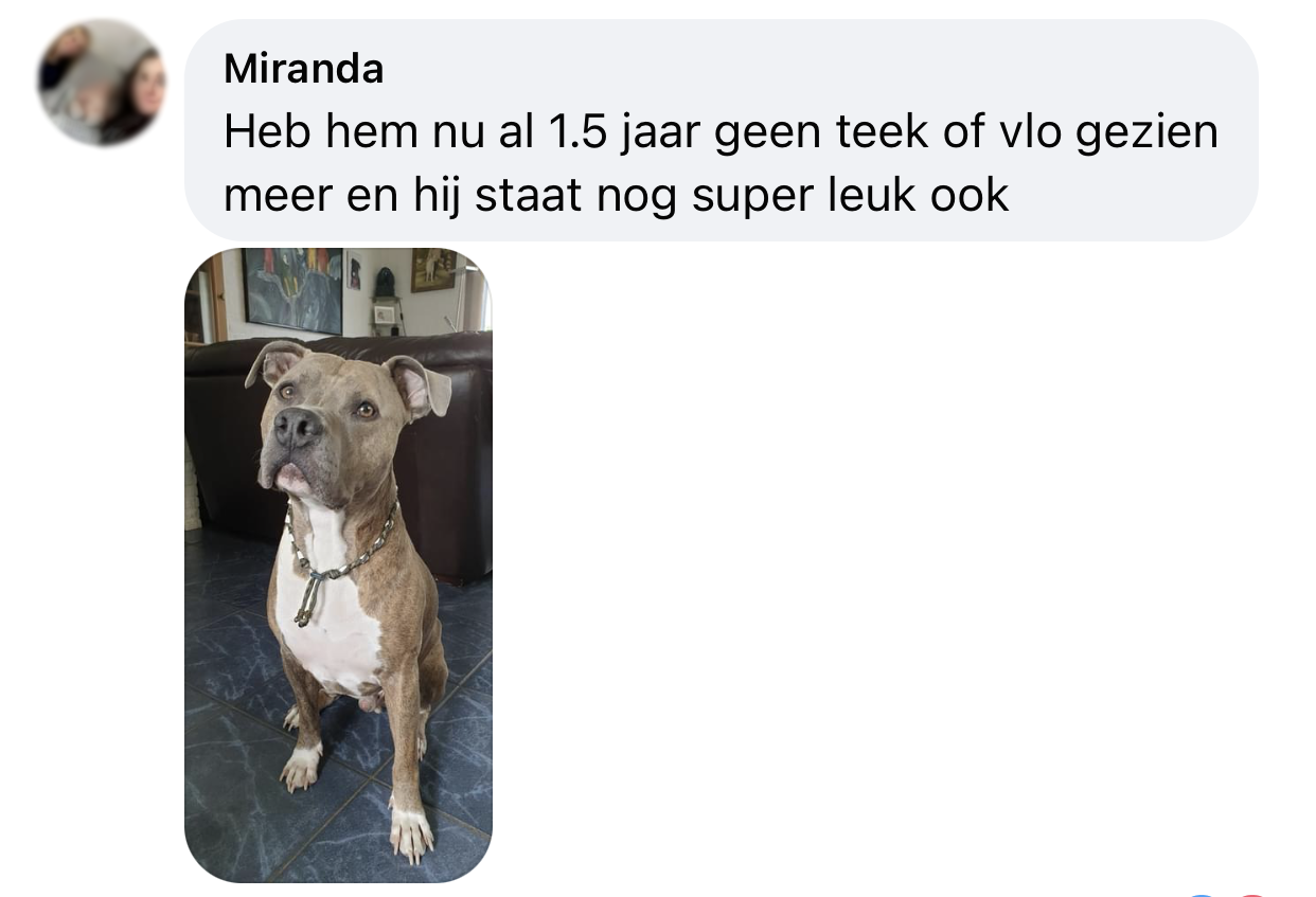 Kralenketting hond als sieraad