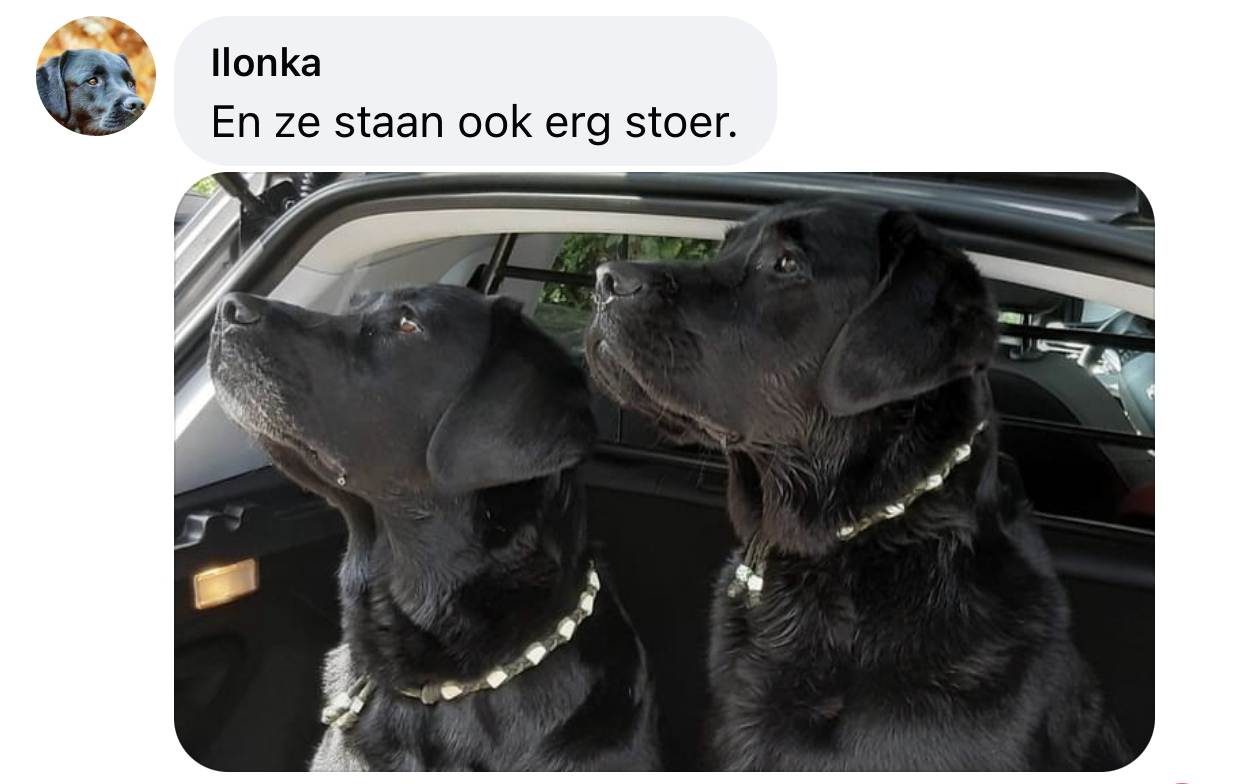 Sieraard ketting voor de hond