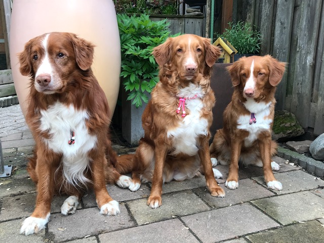 Tekenband voor honden tekenkralenband keramische kralenband nova scotia duck