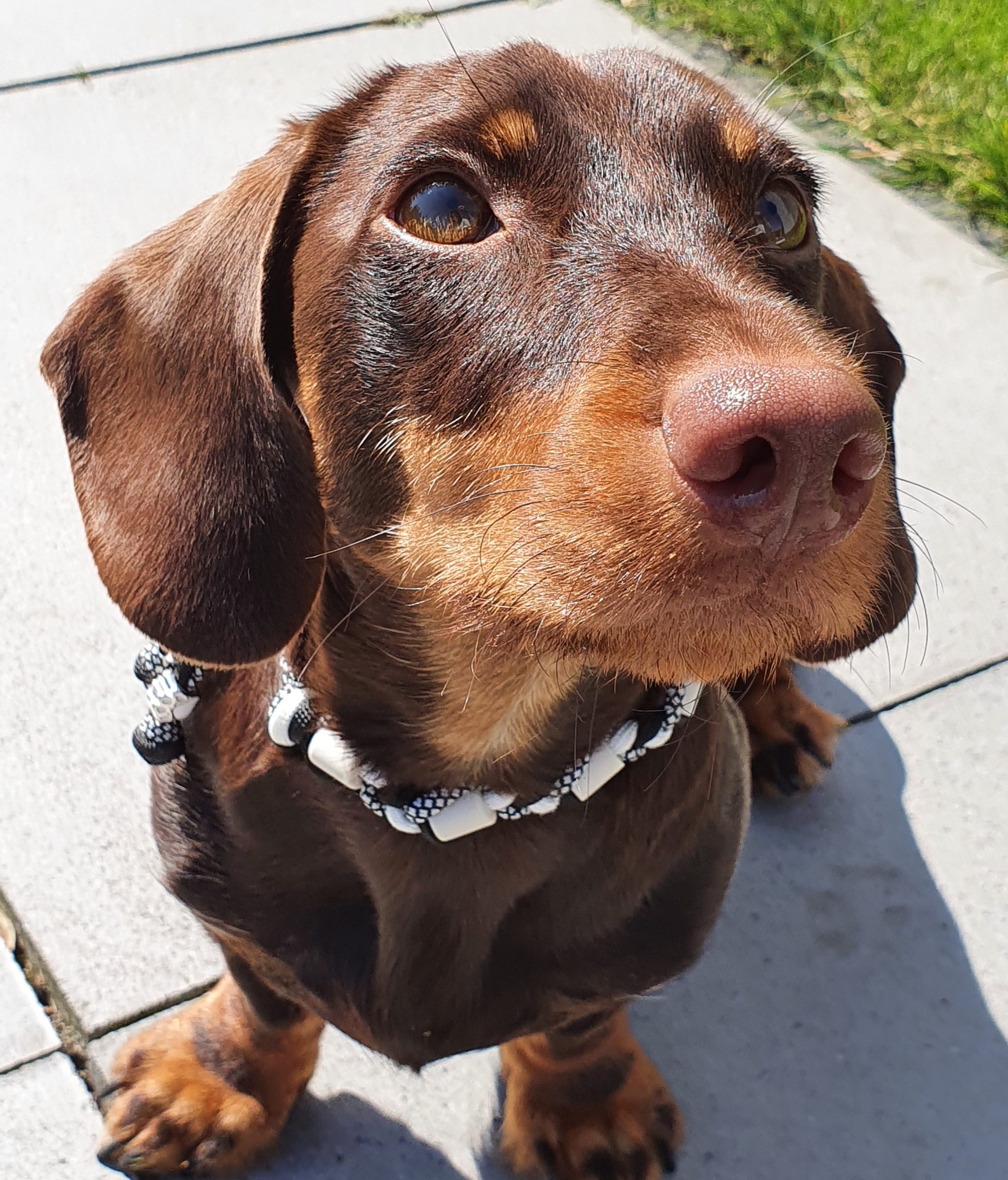 Tekenband voor honden tekenkralenband keramische kralenband teckel puk