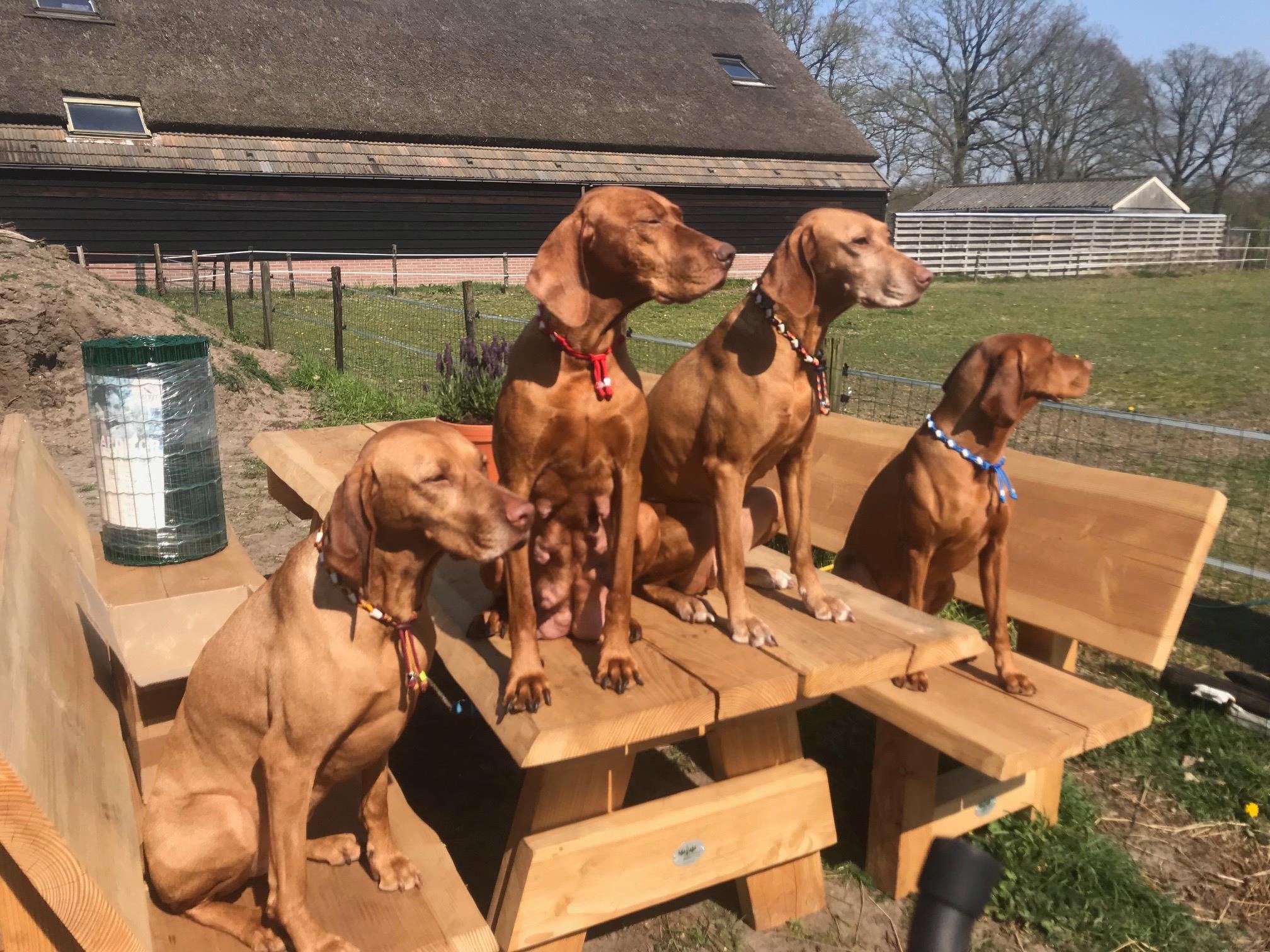 Tekenband voor honden tekenkralenband keramische kralenband