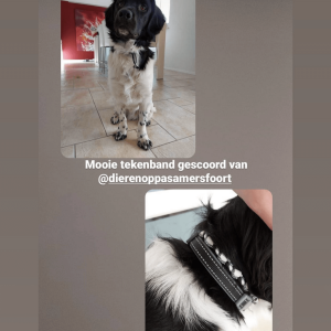 Tekenbanden hond gedragen door een Friese Stabij