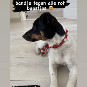 Tekenketting hond gedragen door een Jack Russell