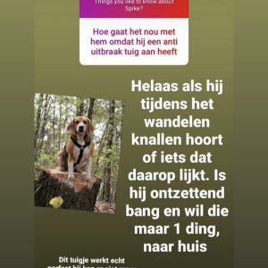 Veiligheidstuig hond