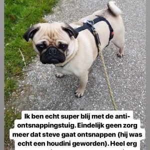 Veiligheidstuigje hond