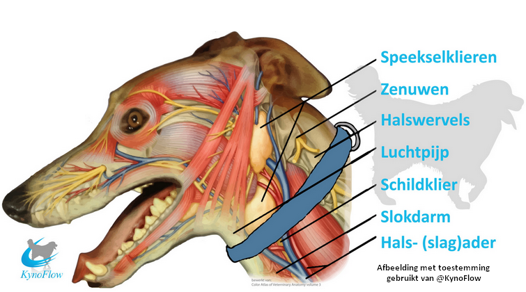 Anatomie nek hond halsband of tuig tecel
