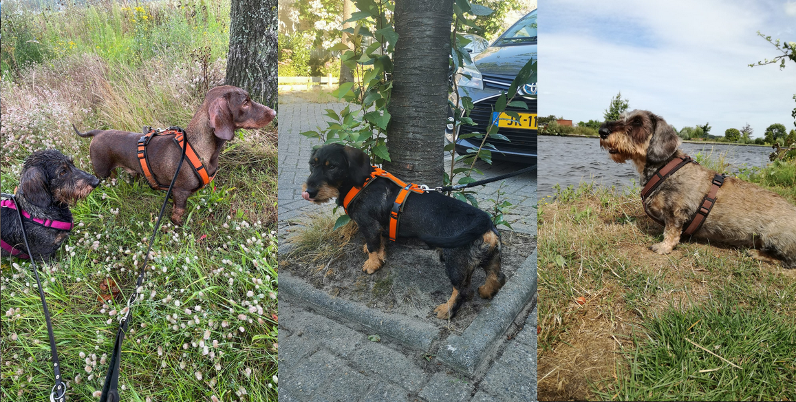 Foto's goed hondentuig tuigje voor teckels