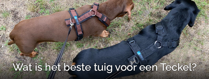 Teckel harnas tuig of halsband tuigje goed slecht dwergteckel kaninchen kaninchenteckel teckelpuppy puppy standaardteckel