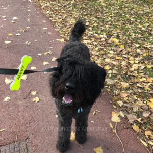 Yellow Alert Bone gele strik botje hond afstand geel lint kopen bestellen online ervaringen