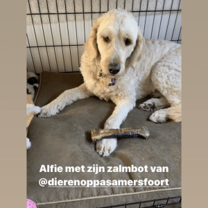 Zalmbot hond