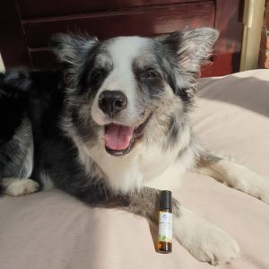 Kalmeringsmiddel hond vuurwerk