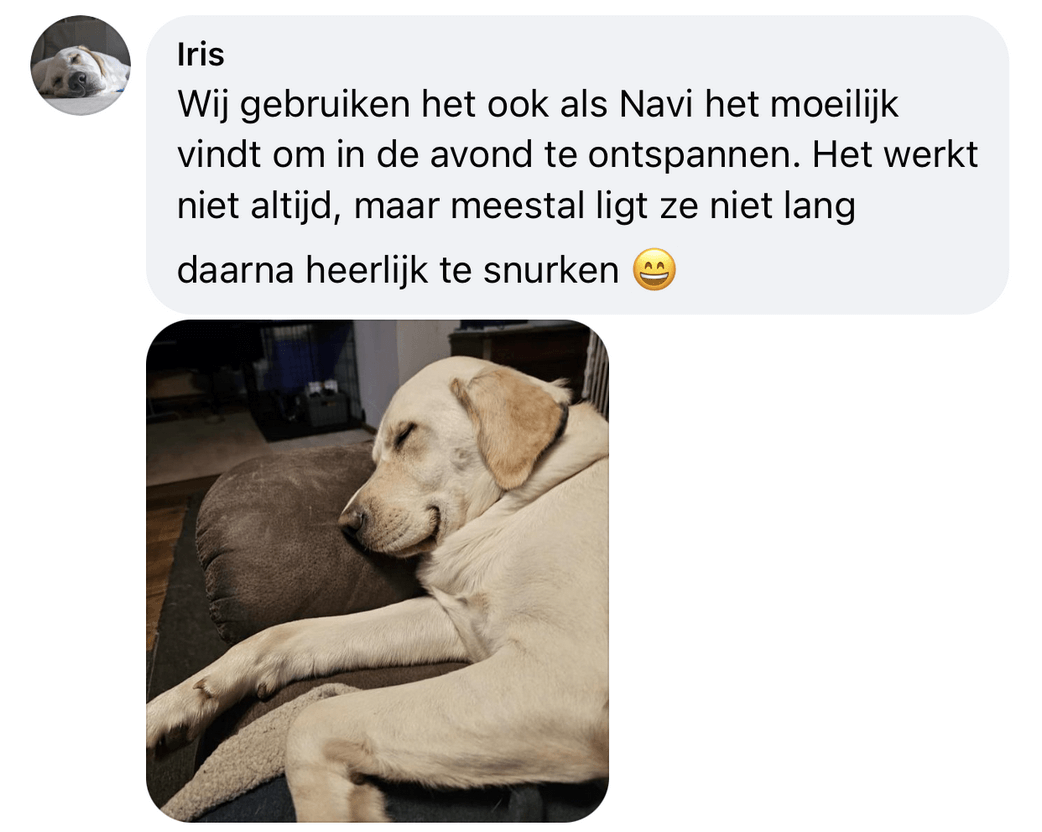 Middel hond ontspannen ontspanning