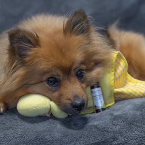 Rustgevend middel vuurwerk hond sterk kalmeringsmiddel aromatherapie druppels ervaringen vuurwerkmix