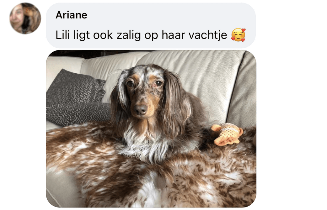 Schapenvacht hond