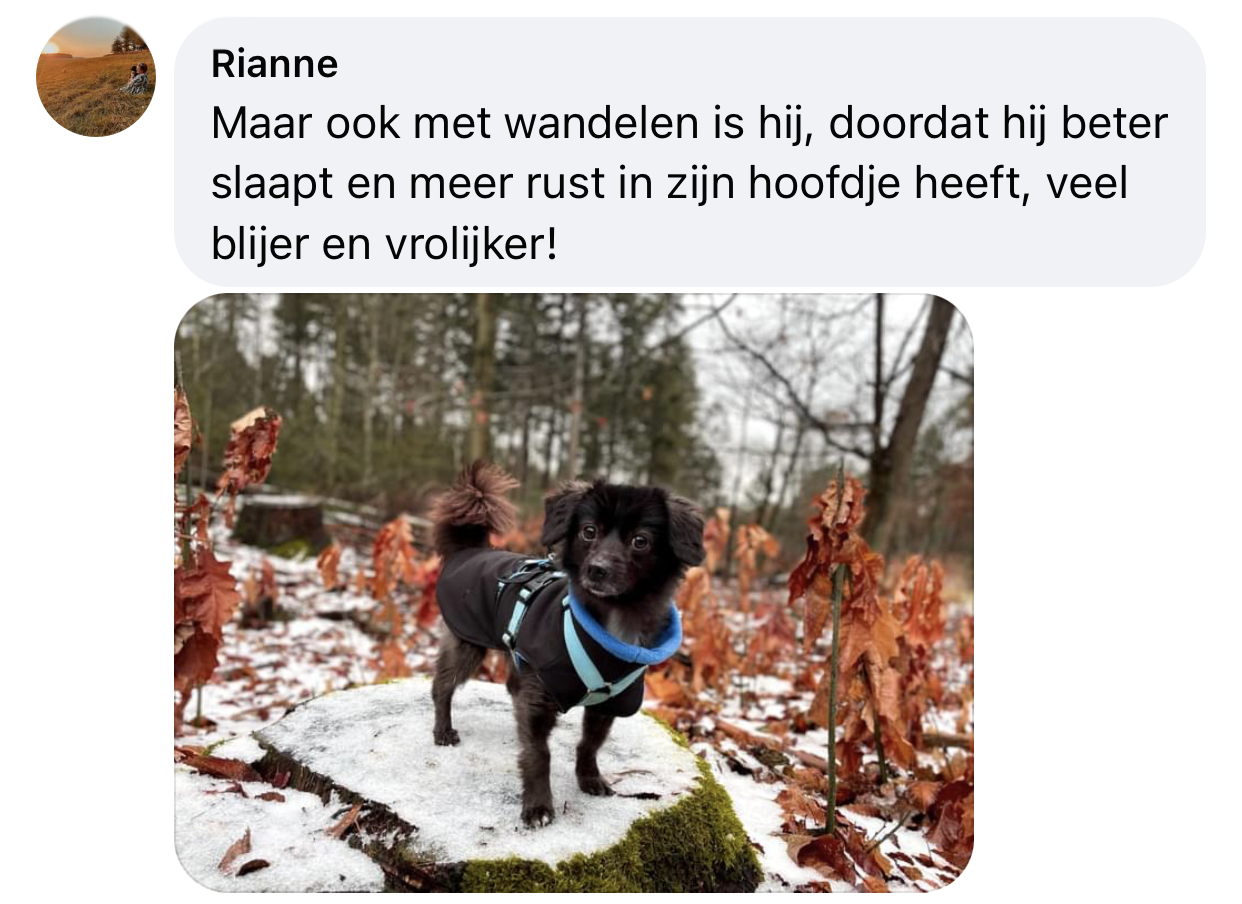 Vuurwerkmix hond bang gestresst product helpt goed ervaring hersenaandoening hond