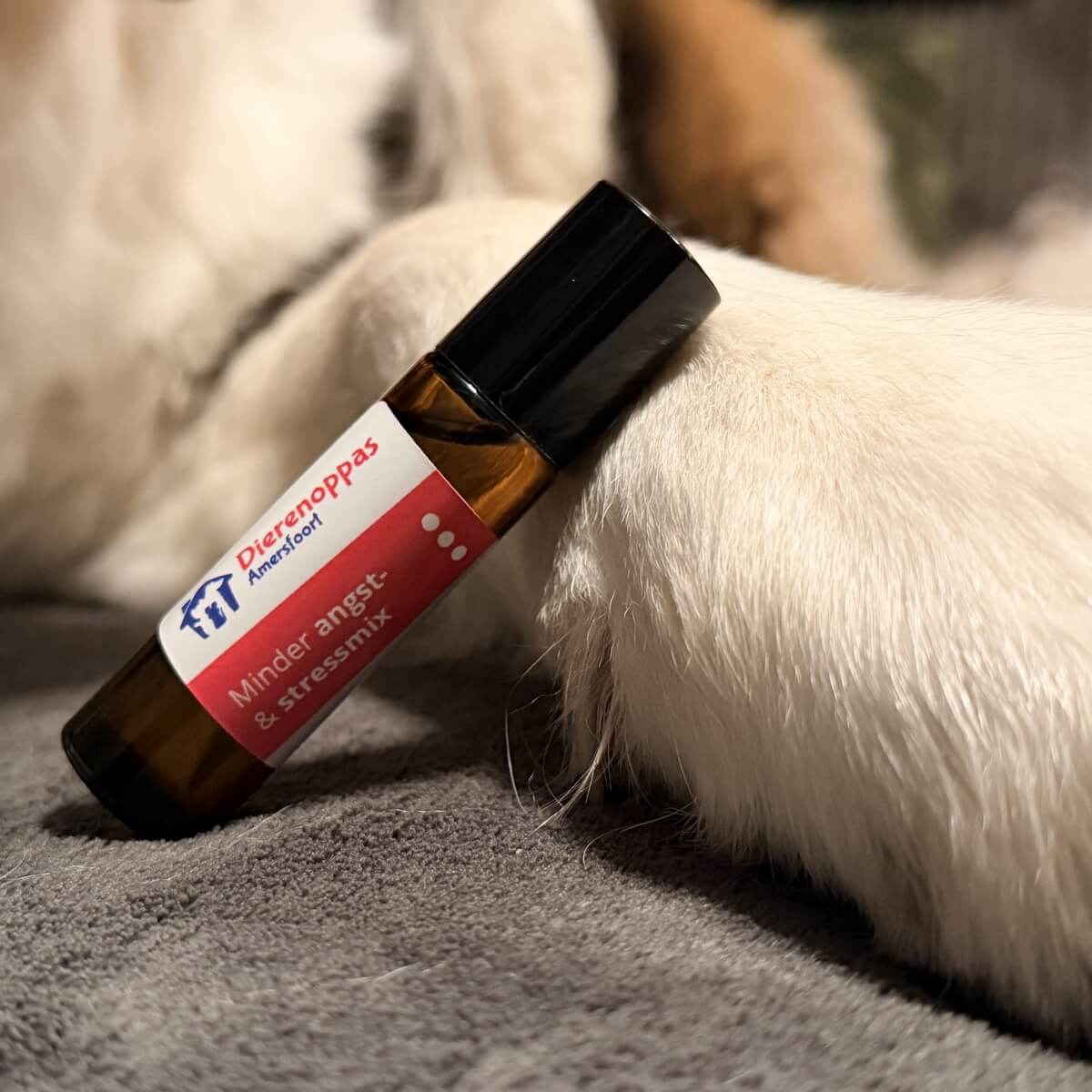 bach bloesem vuurwerk hond