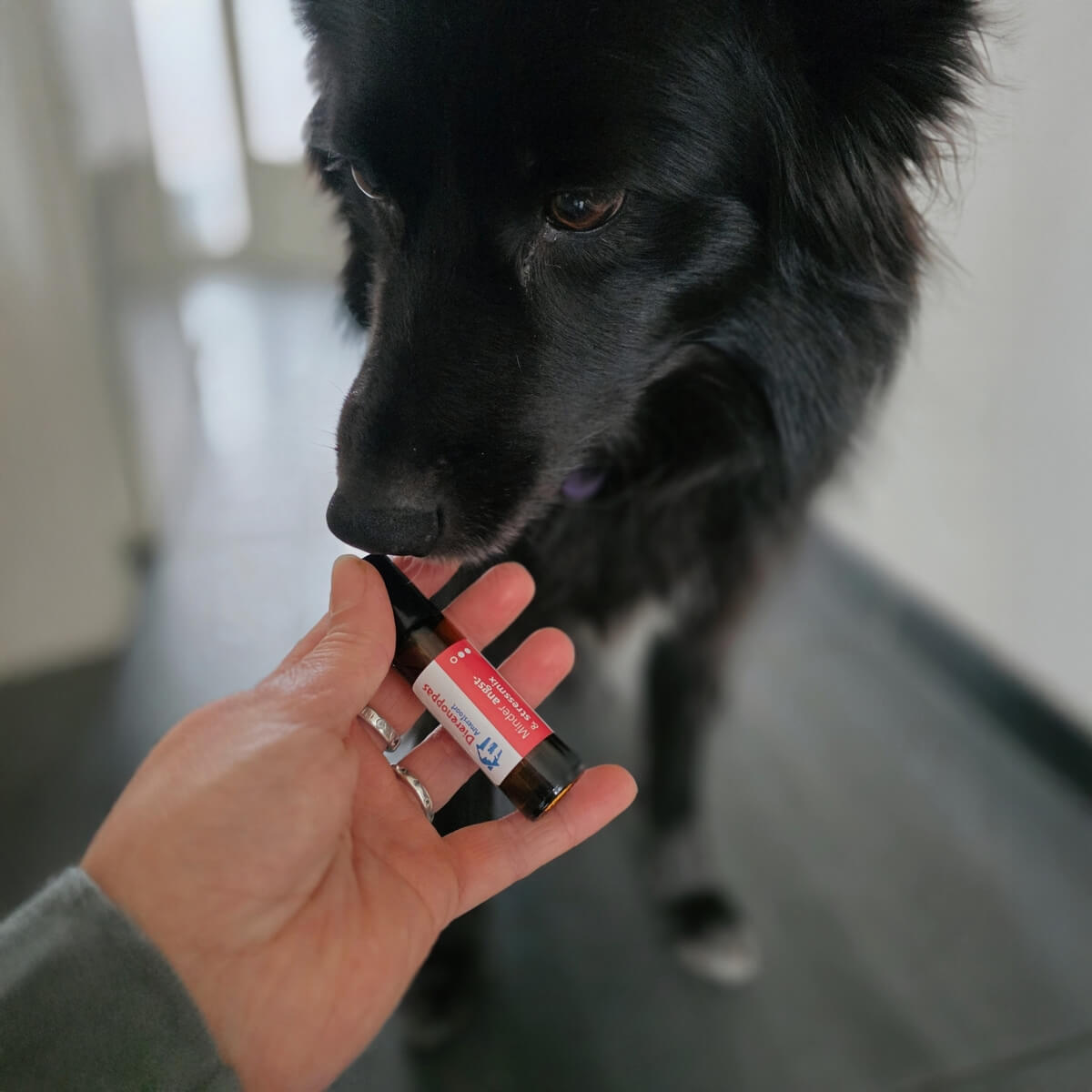 kalmeringsmiddel hond vuurwerk