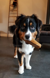 Australian Shepherd hond met allergie bot kluif kaas die lang meegaat