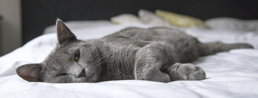 Kattenoppas aan huis in Amersfoort – Vathorst Kattenbroek Hoogland Hooglanderveen Zielhorst Nieuwland
