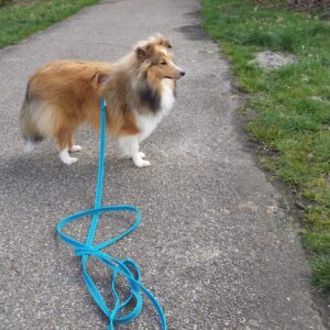 Antislip anti slip lijn riem leiband hond kleur blauw