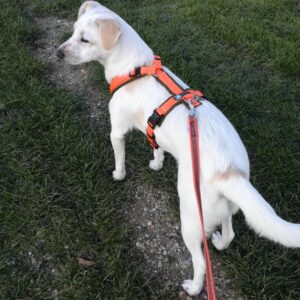 Antislip anti slip lijn riem leiband hond kleur oranje