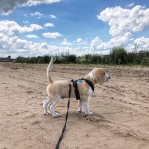 Antislip anti slip lijn riem leiband hond kleur zwart