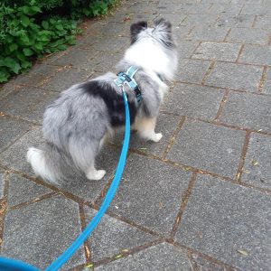 Antislip lijn hond