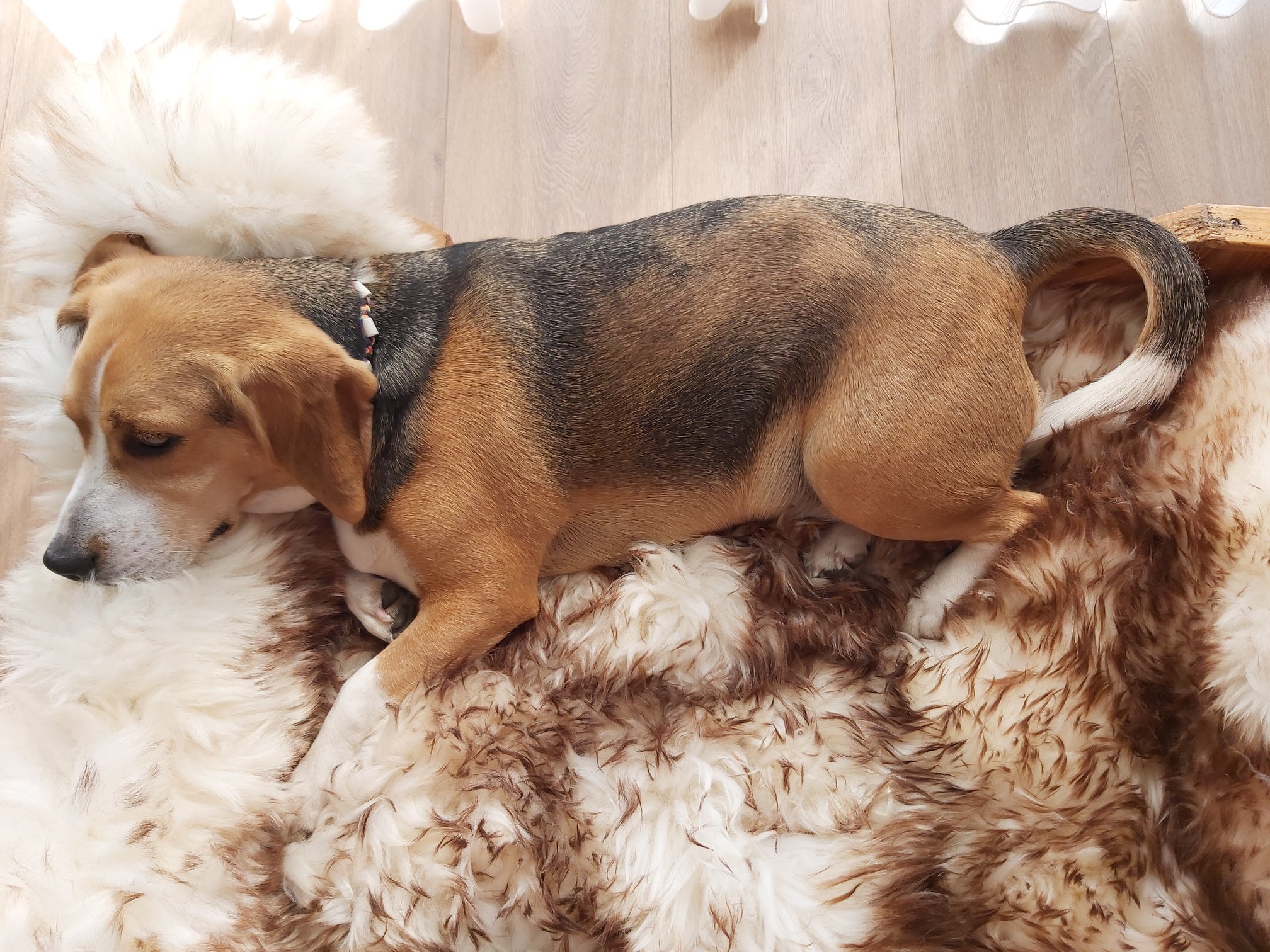 Mouflon schapenvacht voor in de hondenmand bij beagle hond puppy