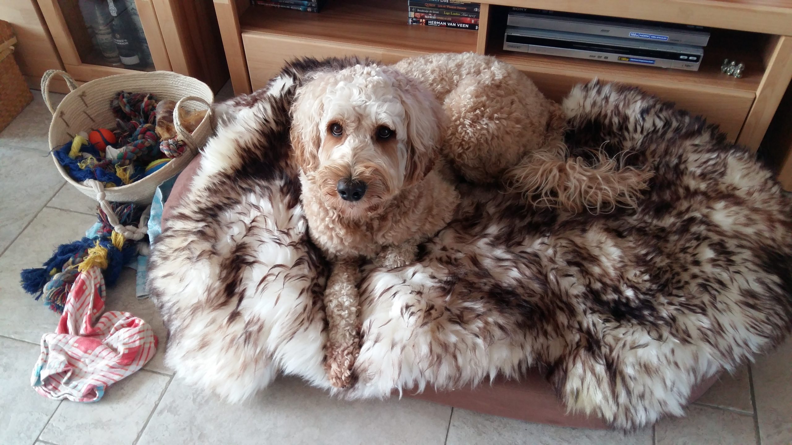 Mouflon schapenvacht voor in de hondenmand bij labradoodle hond puppy