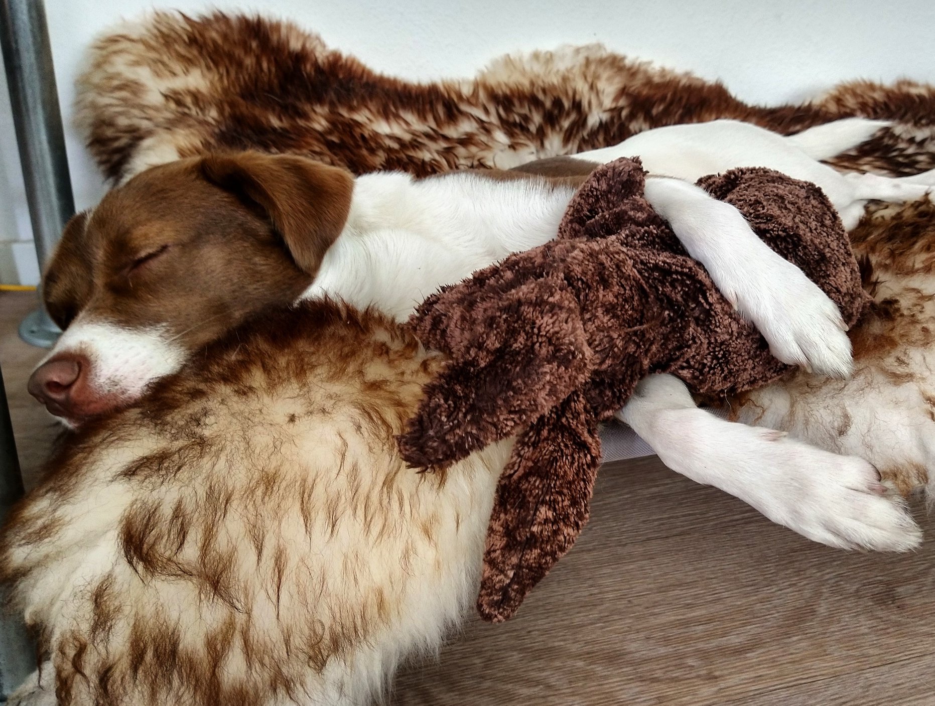 Mouflon schapenvacht voor in de hondenmand bij rescuehond hond puppy