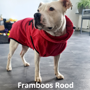 Amerikaanse Stafford met hondenbadjas framboos rood maat S action badjassen hond badjasjes