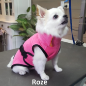 Badjas hond klein hondje chihuahua hondenbadjas aanbieding goedkoop