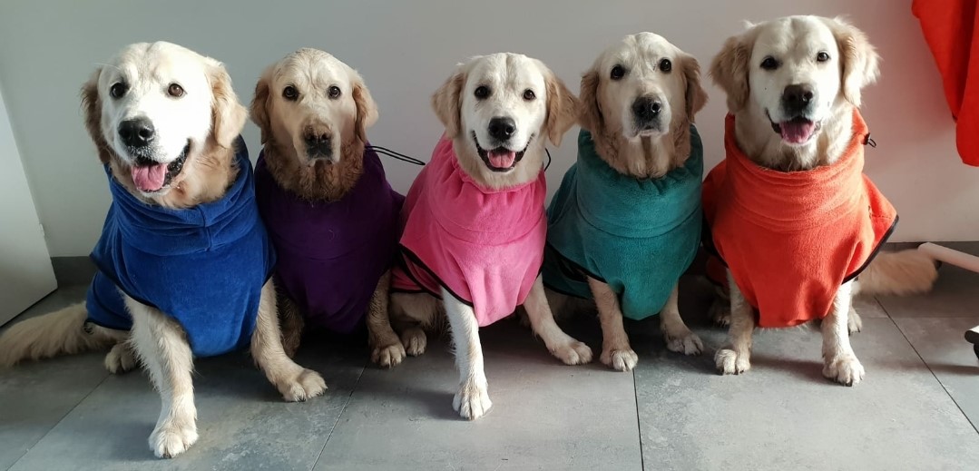 Hondenbadjas badjas hond na regen golden retrievers