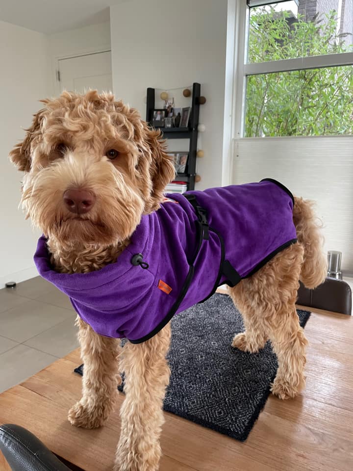 Hondenbadjas badjas hond paars labradoodle middelgroot na douchen