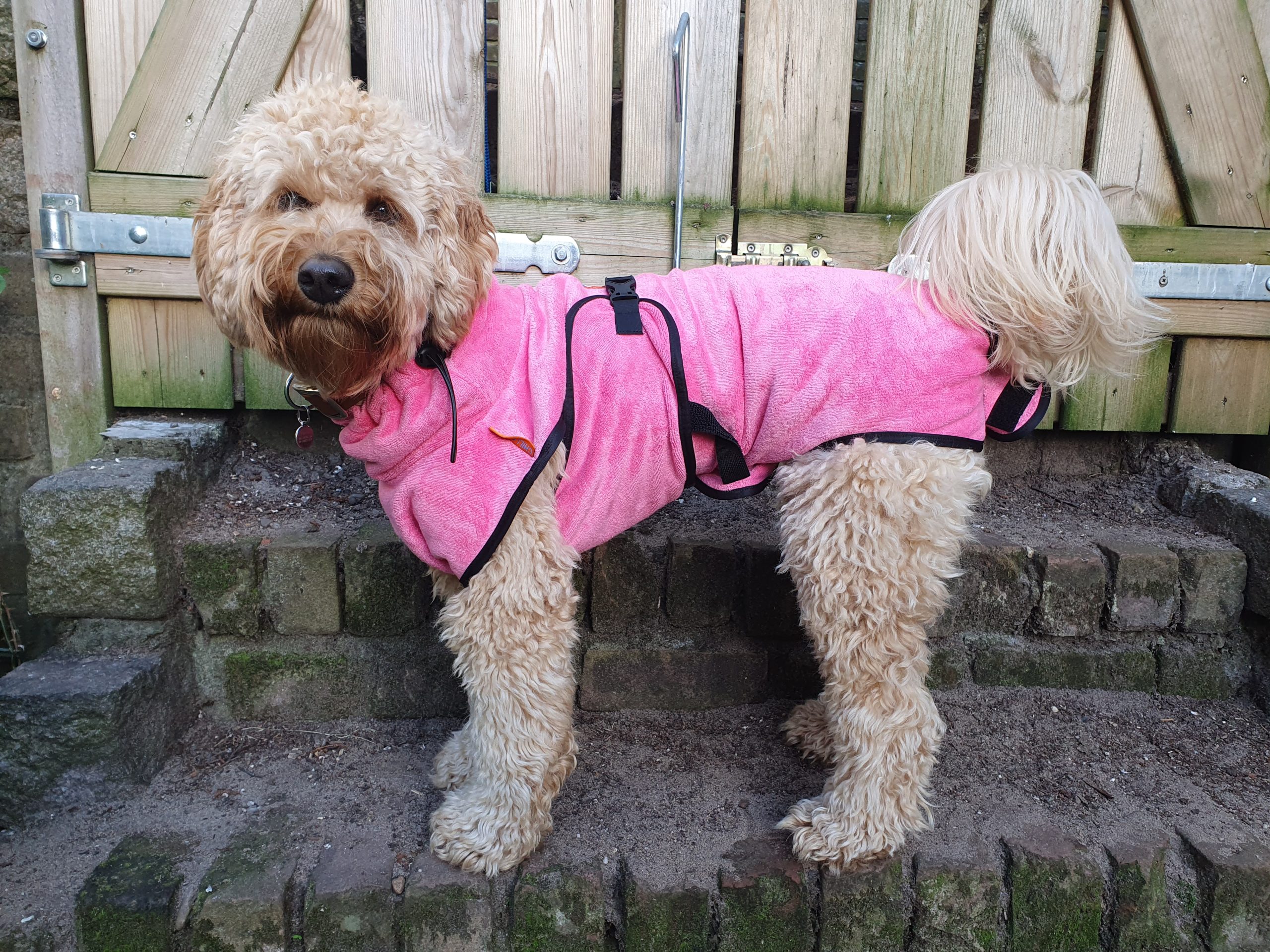 Hondenbadjas voor labradoodle badjas voor de hond honden badjas