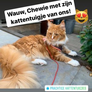 Kattentuigjes luxe