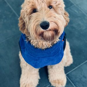 Labradoodle badjas hondenbadjas blauw microvezel