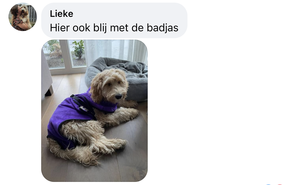 Labradoodle met paarse badjas