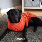Oranje chillcoat hondenbadjas honden badjas hond labrador
