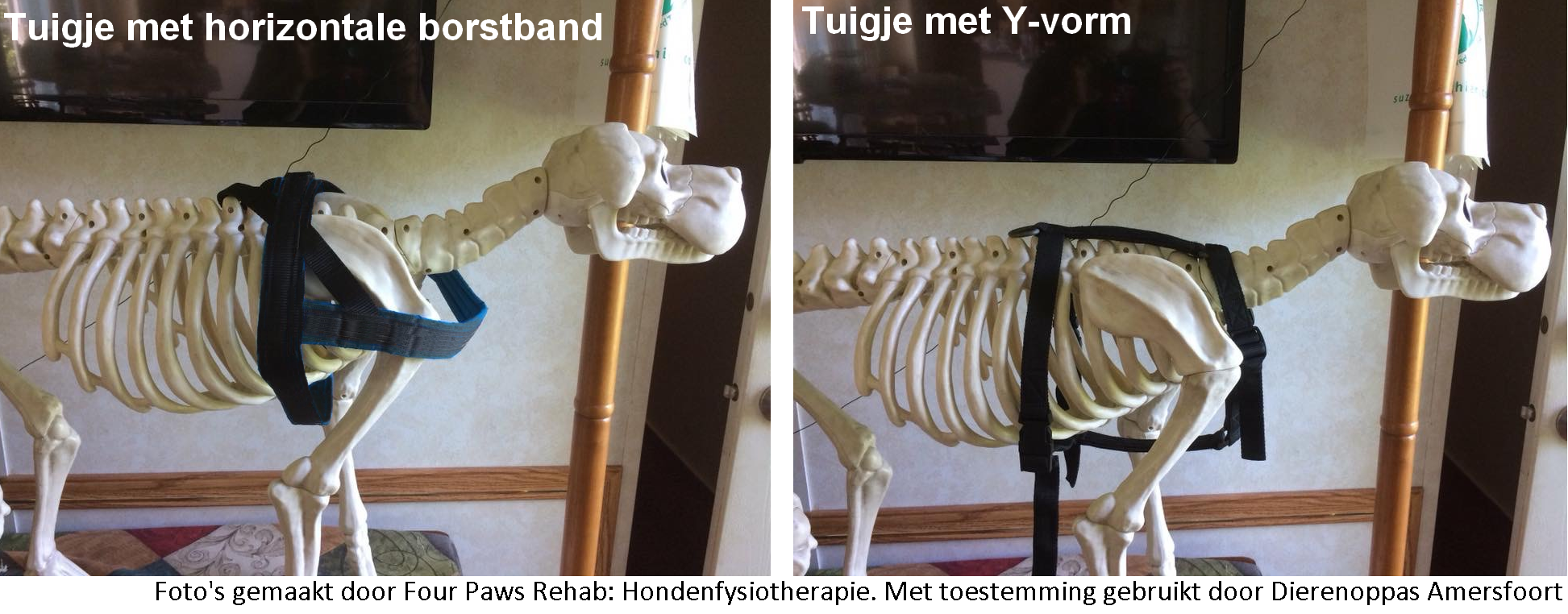 Een Y tuig of een tuig met horizontale borstband?