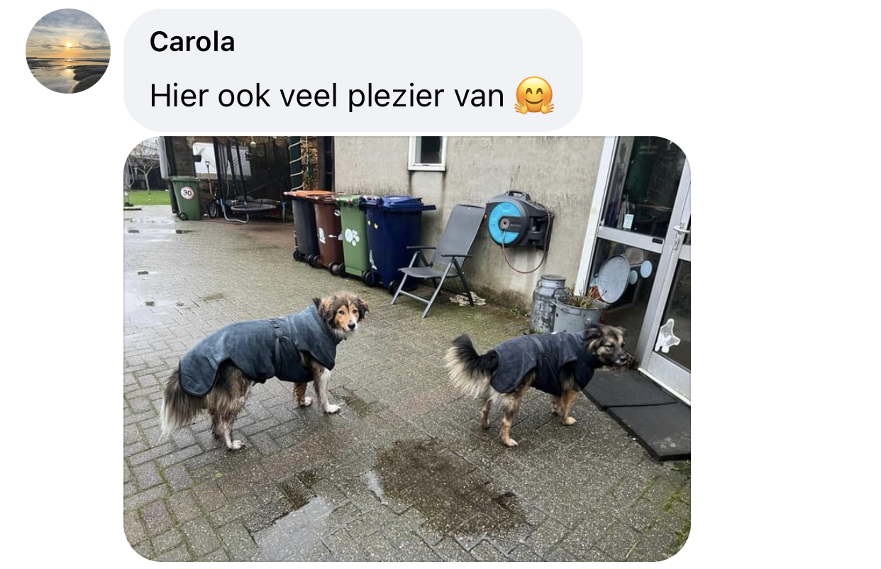 Twee honden met hondenbadjas aan