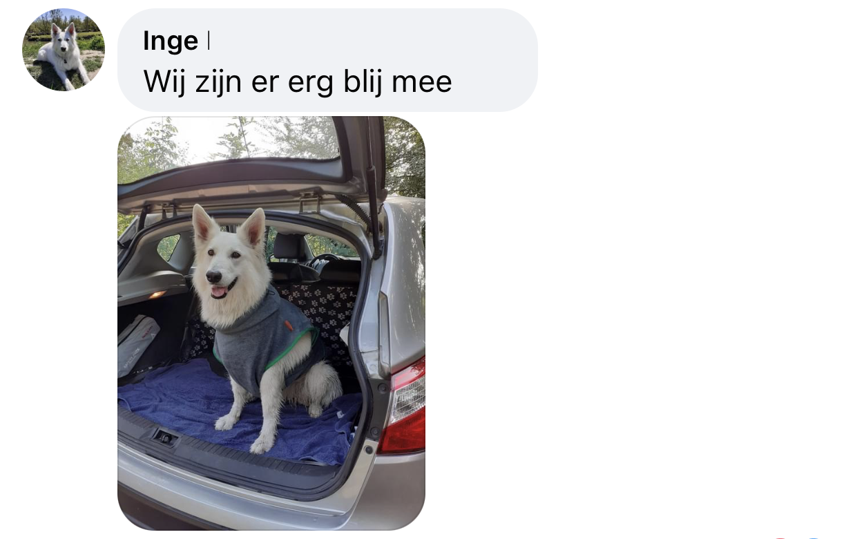 Witte zwitserse herder hondenbadjas in auto