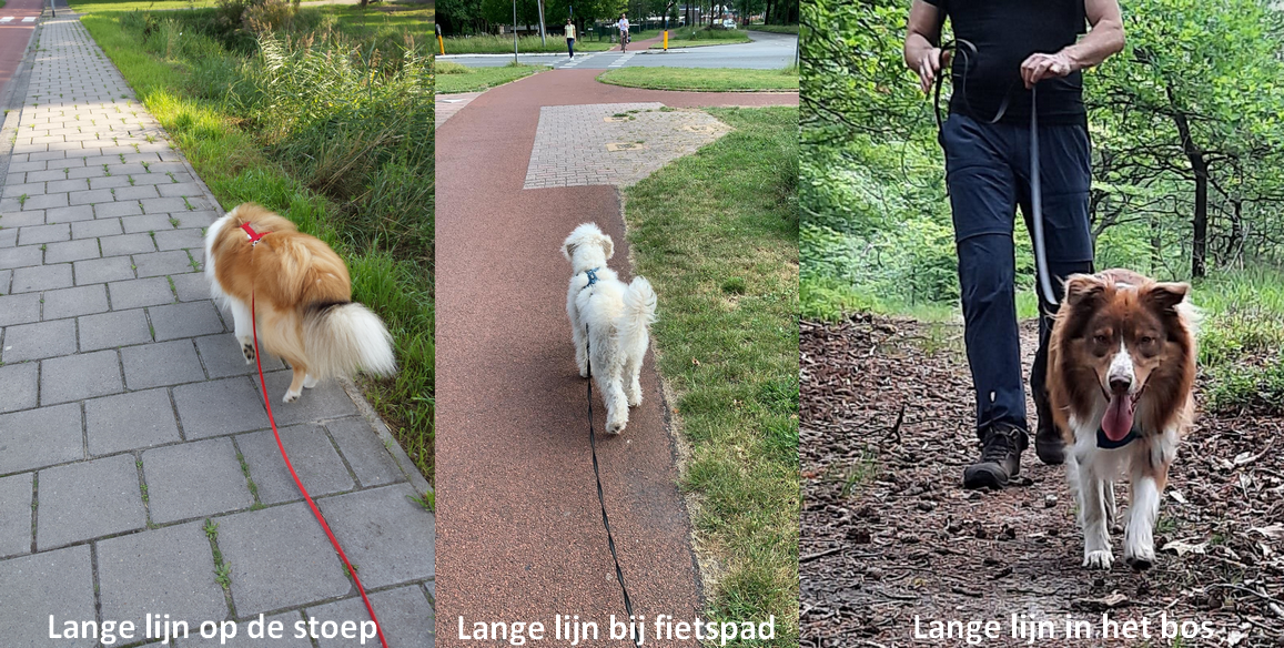 Hol zweep Ideaal Hondenweetjes • Dit wist jij niet! Wandelen met een lange hondenlijn &  hondenriem