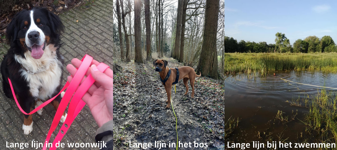 Waarom een lange lijn riem gebruiken leashskills hondenlijn hondenriem 3 5 10 meter