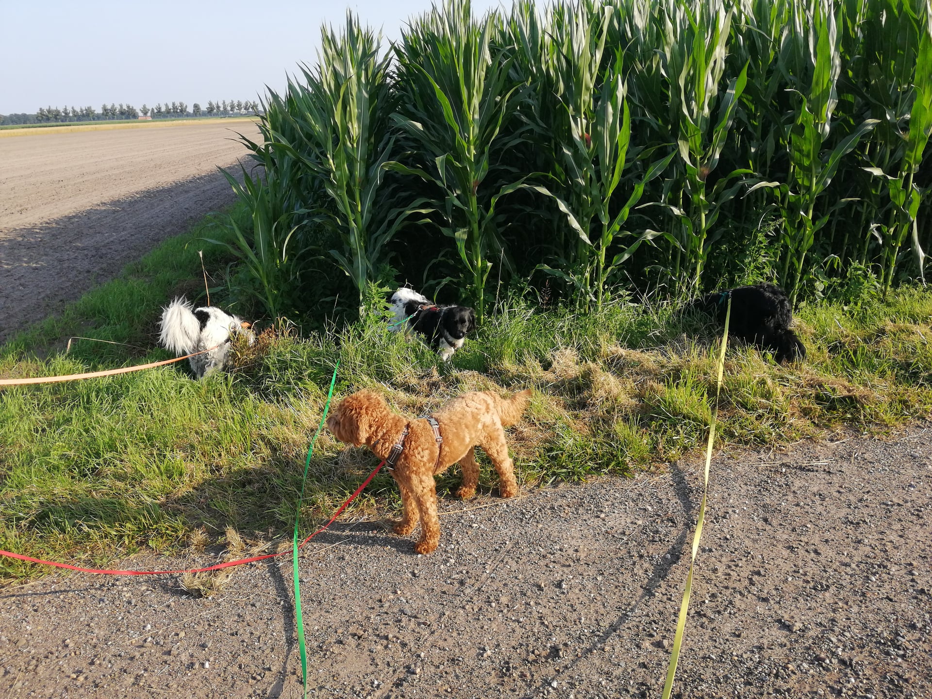 lange lijn honden tegelijk wandelen 3 5 10 meter