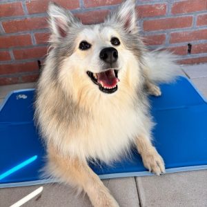 Beste koelmat hond