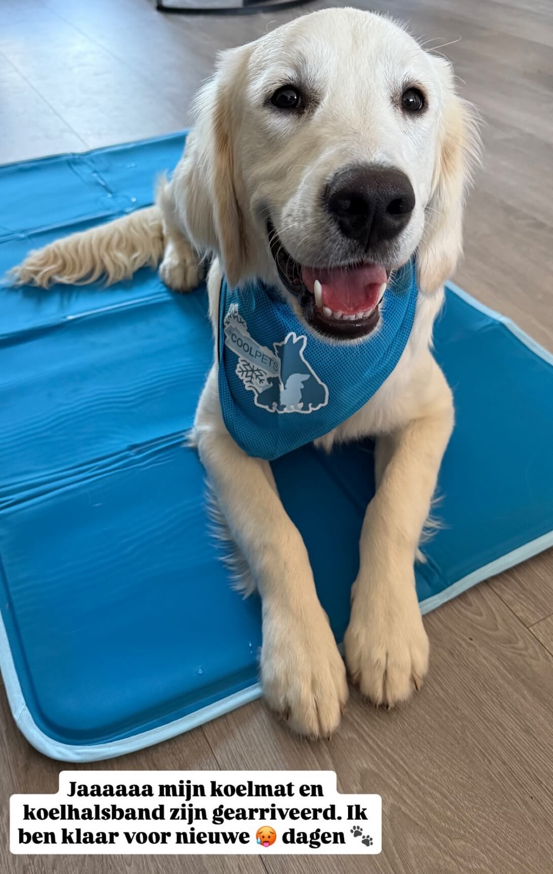 Beste koelmat hond(1)